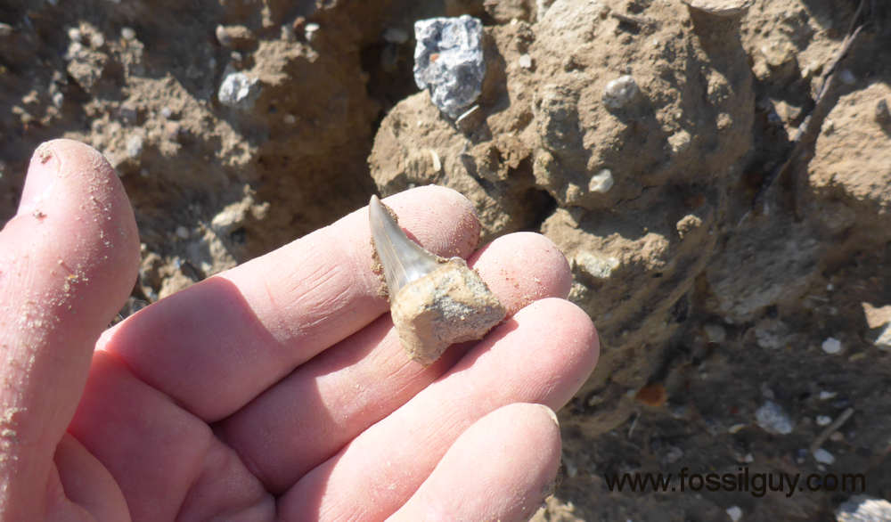 parotodus shark tooth - as found