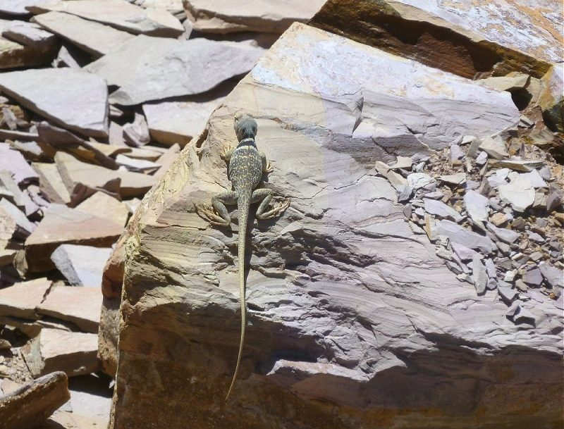 Collard Lizards love to hunt for trilobites.