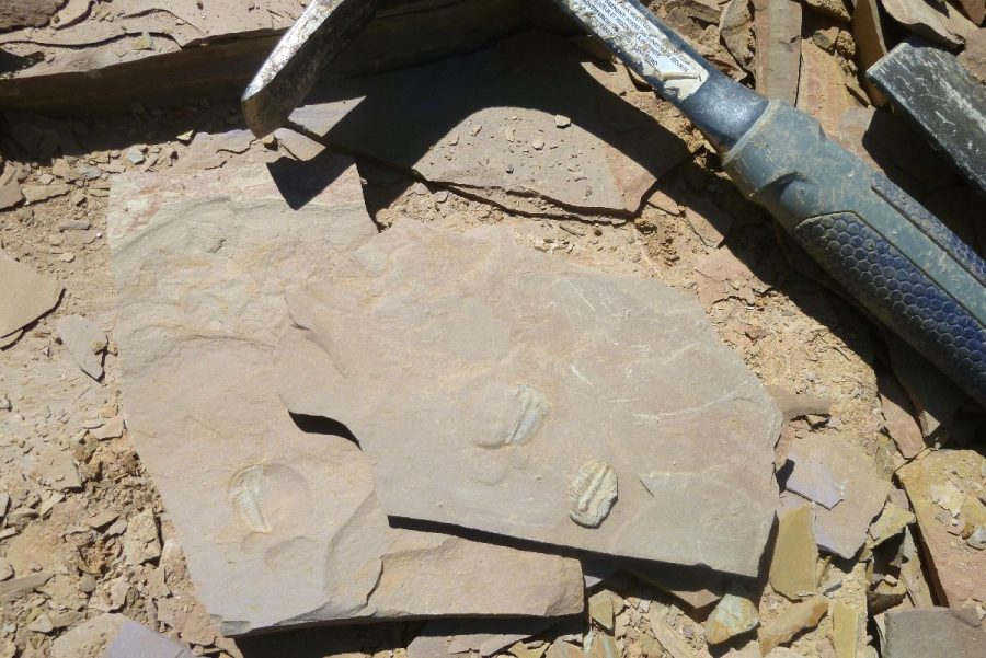 These are two Elrathia trilobite fossils with cheeks.