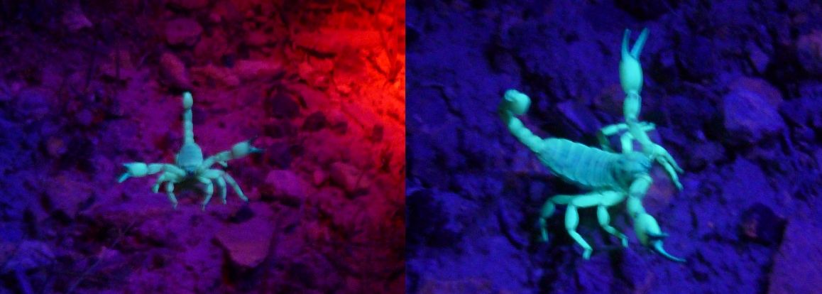 These are two scorpions shown under UV light. Their exoskeletons fluoresce under UV light.