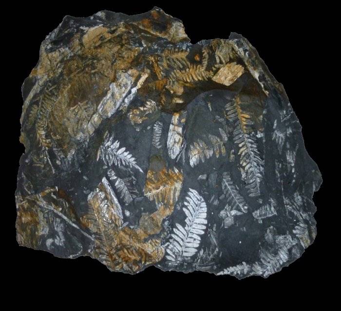 St. Clair Fossils were originally carbonized, but the carbon has been
replaced by pyrite and Pryophyllite