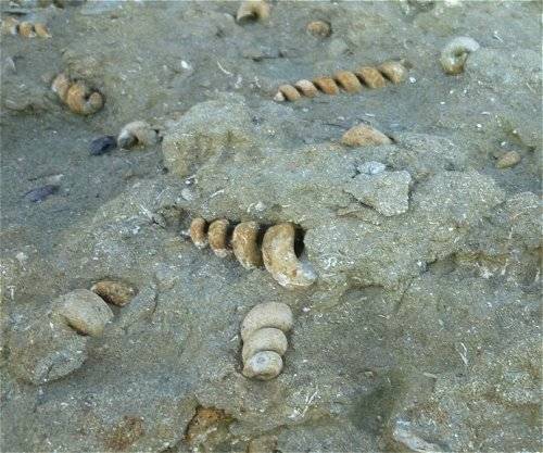 Fossil Turitella shells from the
Potomac River. They have been preserved as Casts when
 sediment filled in the shells. When they pop out of the sedimentary rock, a mold is left.