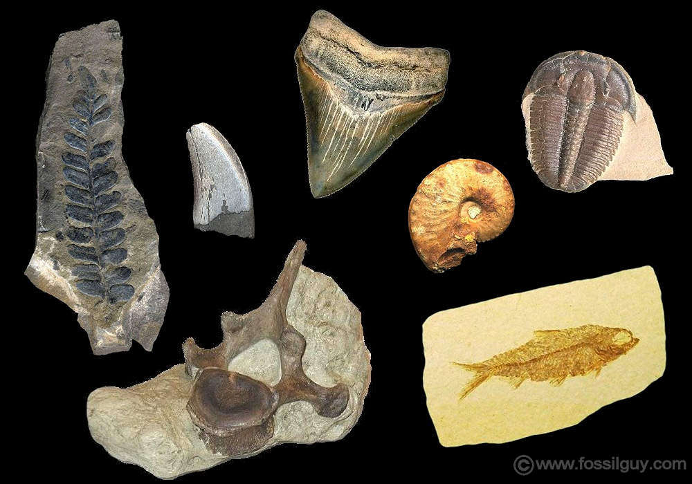 : What is a Fossil? Facts about fossils, types of fossils, and  where to find fossils