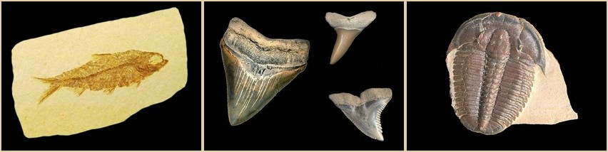 : What is a Fossil? Facts about fossils, types of fossils, and  where to find fossils